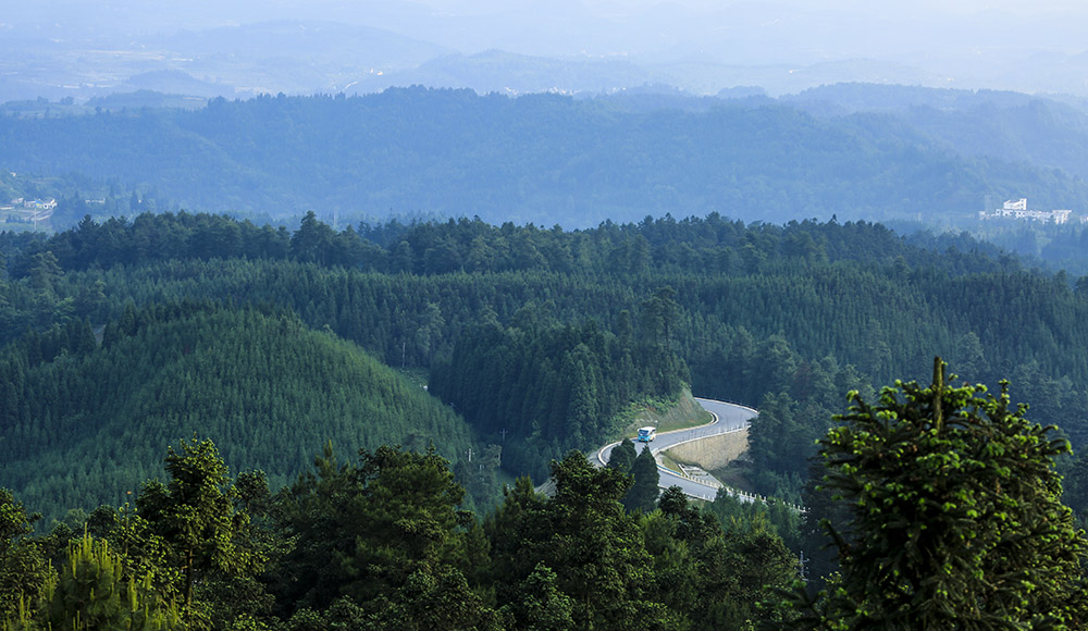 平坝大坡林场