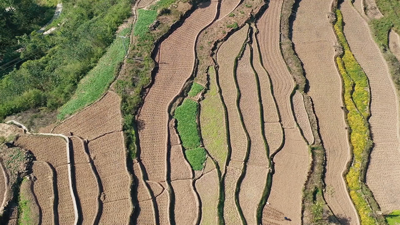 贵州习水：稻油轮作 冬闲田变增收田