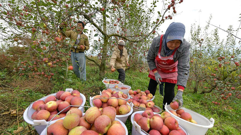 微视频丨贵州威宁：高原苹果迎丰收