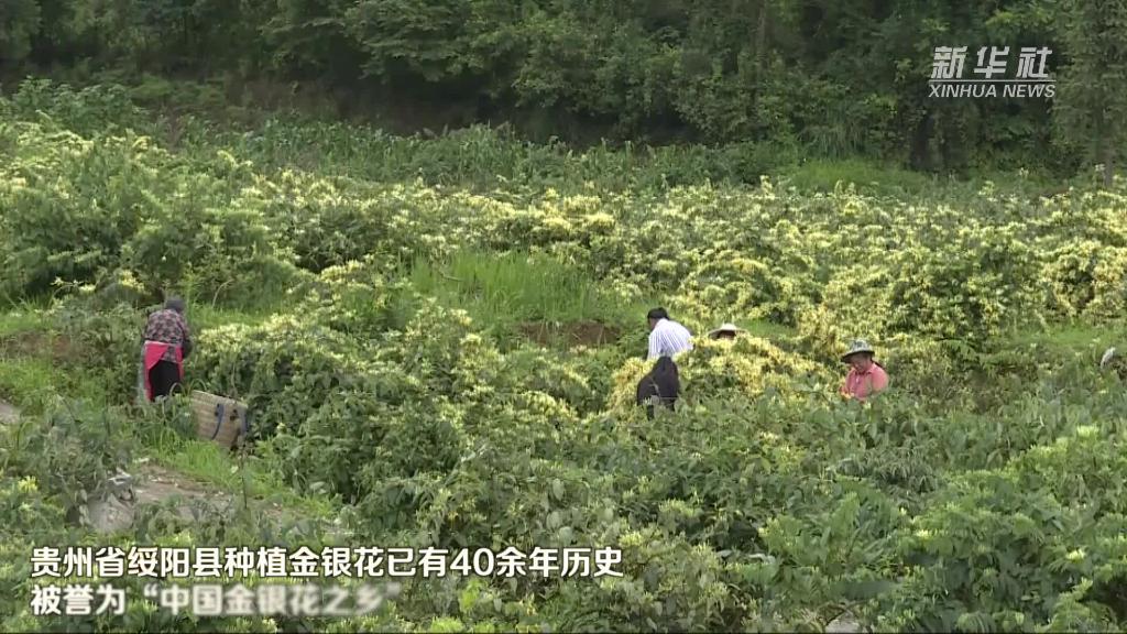 贵州绥阳：打造金银花全产业链发展格局助力乡村振兴