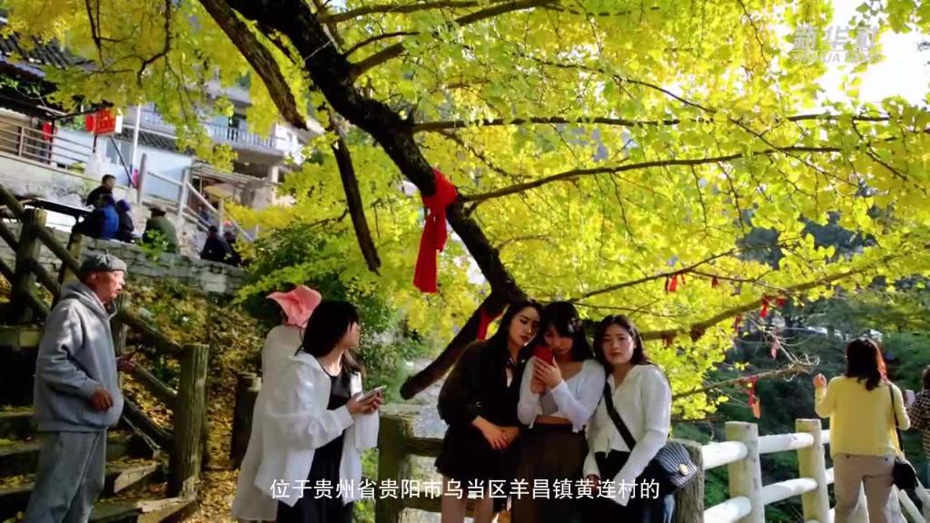 微视频丨贵阳：古银杏“换装”扮靓美丽乡村