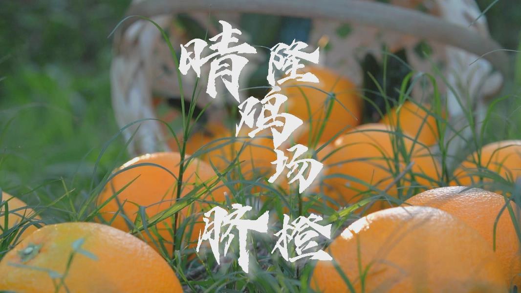 魅力晴隆愿你心想事“橙”