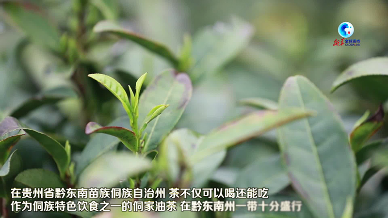 全球连线｜一把茶叶 七两炒米 中国西南侗乡熬制油茶驱寒过冬