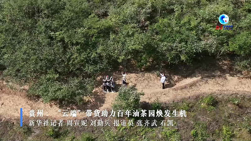 全球连线丨贵州：“云端”带货助力百年油茶园焕发生机