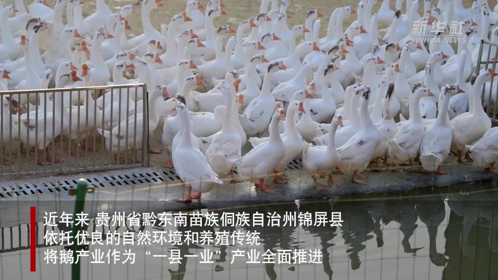 微视频丨以“鹅毛之轻”托起产业复苏之重——贵州锦屏延长鹅产业链赋能乡村振兴
