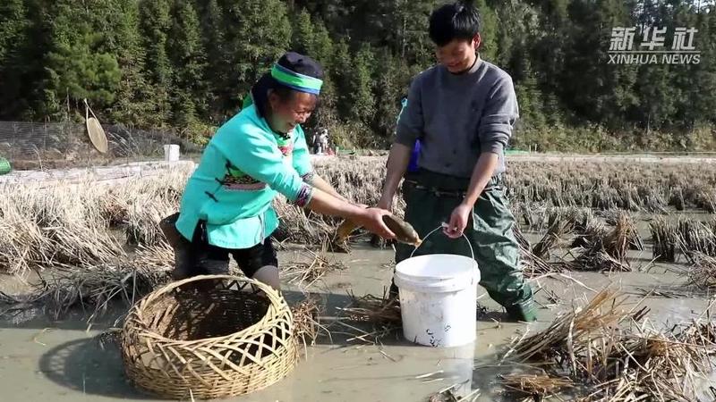 千城年俗｜贵州剑河：开田抓鱼庆新年