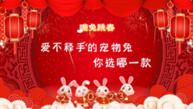 瑞兔跳春｜爱不释手的宠物兔，你选哪一款