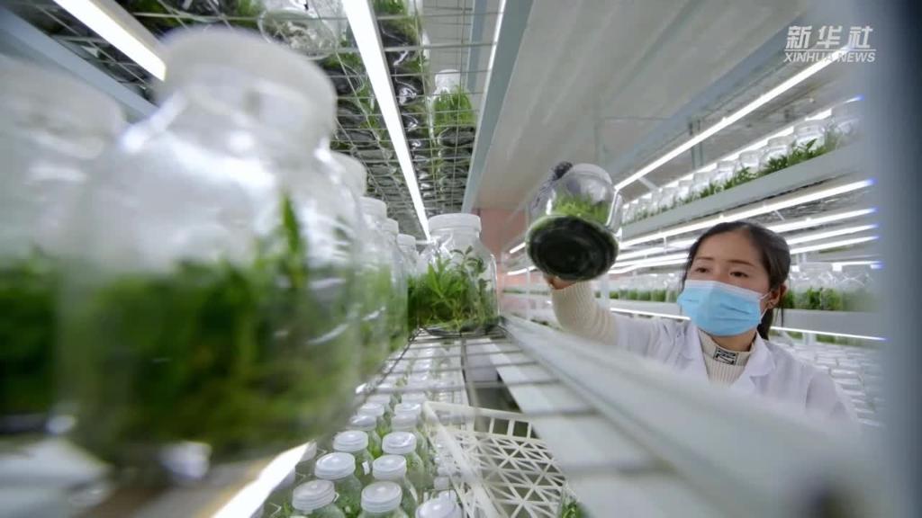 微视频｜科技育苗备春耕