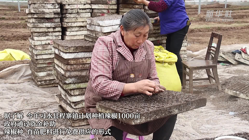 贵州习水：人勤春来早 辣椒育苗忙