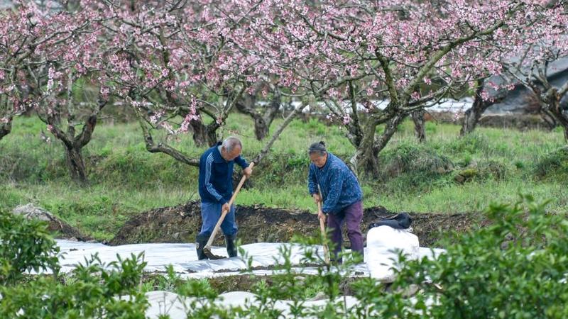 春分的田野