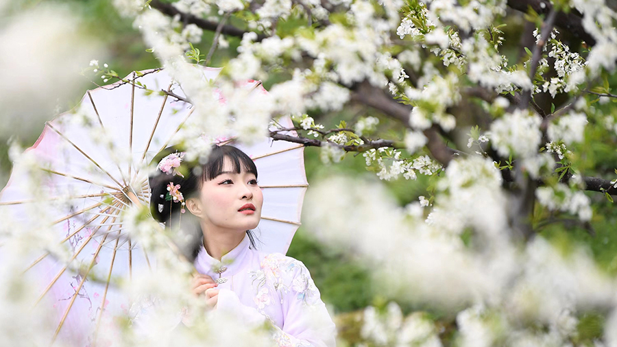 李花怒放一树白 万亩花海迎客来