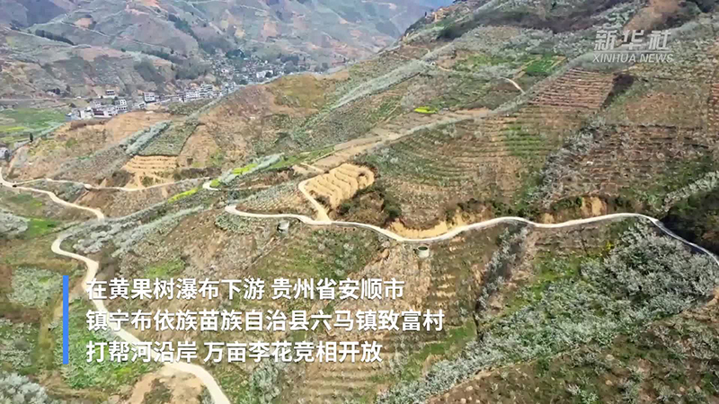 中国蜂糖李之乡的&ldquo;甜蜜产业&rdquo;