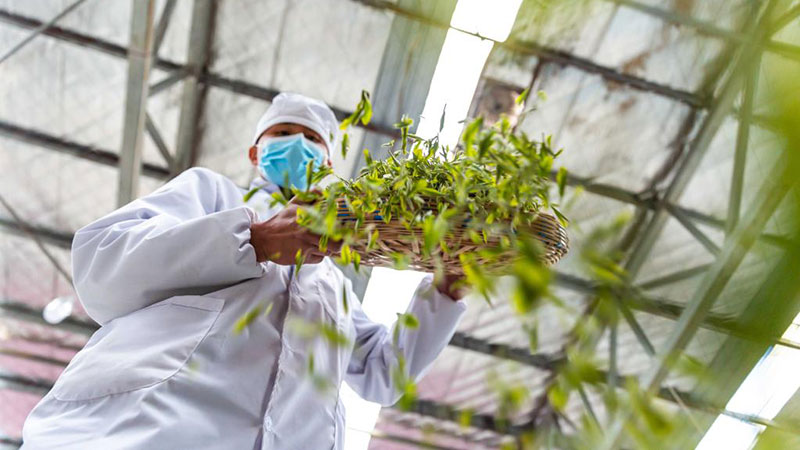 明前茶采摘加工忙