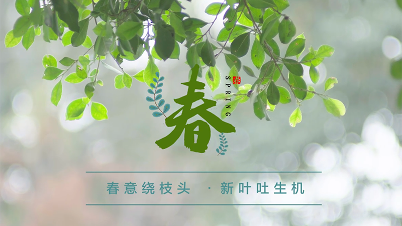 春意绕枝头 新叶吐生机