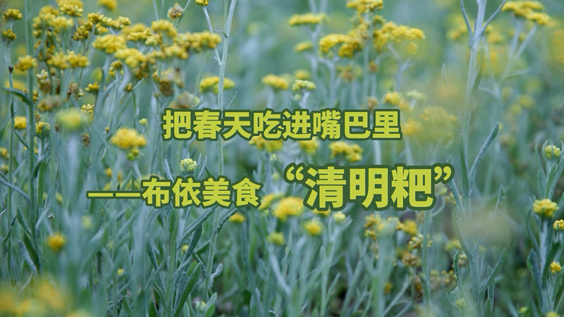 把春天吃进嘴巴里：布依美食“清明粑”