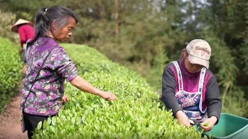 贵州：明前茶 采摘忙