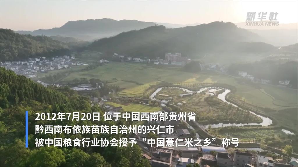 东西部协作助力中国薏仁米之乡走向世界