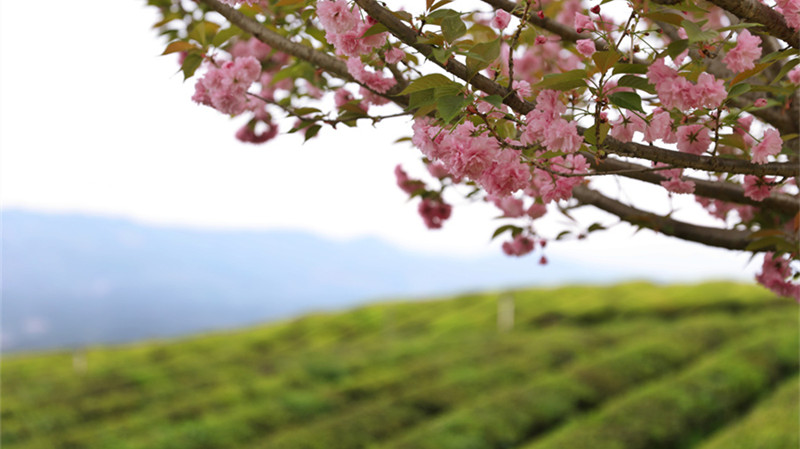 贵州石阡：茶园美 茶农忙