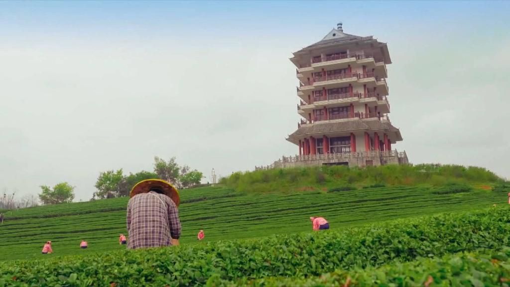贵州：春茶采摘正当时 茶青市场交易忙