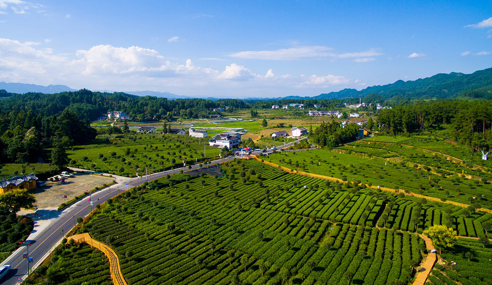 湄潭27°茶海路