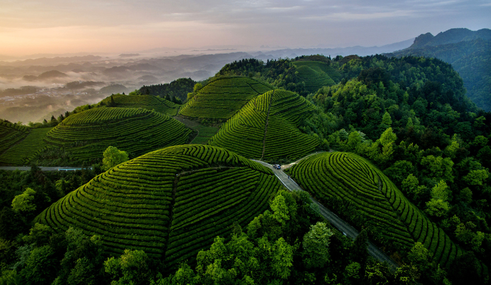 湄潭象山生态茶园