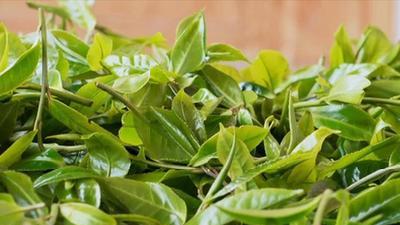 谷雨时节 跟随茶农采制大树茶