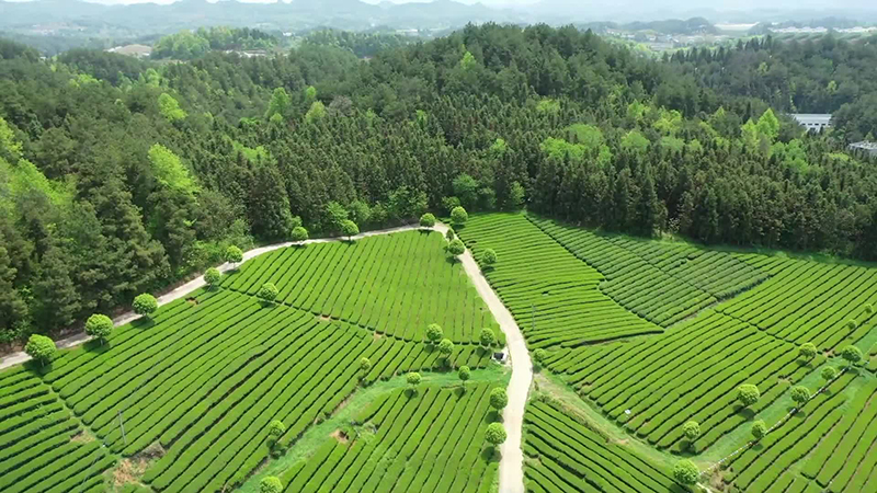 春茶上新季 看贵州生态茶铺就乡村振兴路