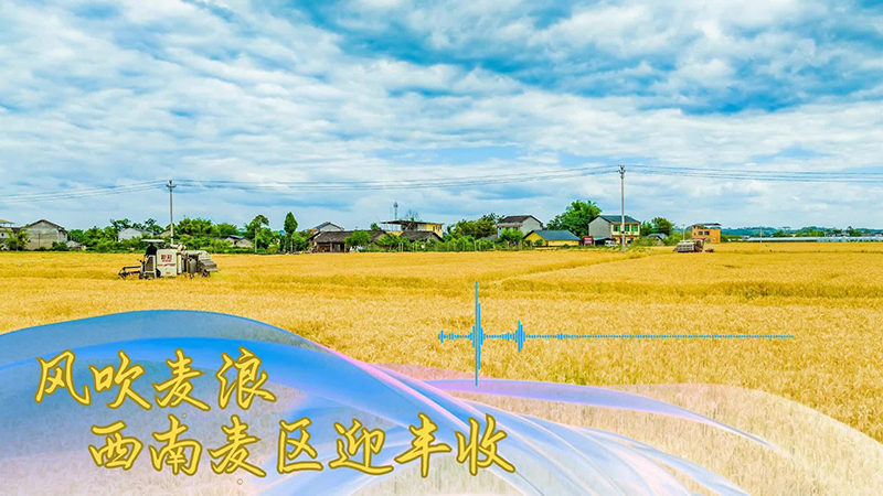 风吹麦浪 西南麦区迎丰收