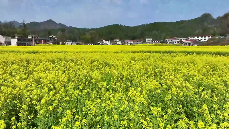 贵州万山：油菜开镰收割 “稻油轮作”增效益