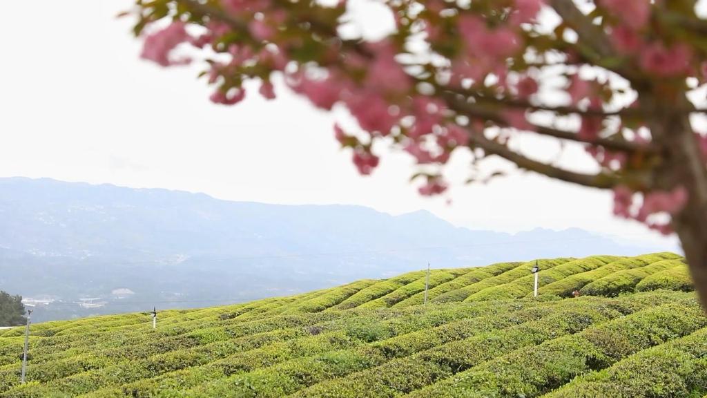 数字改变中国|借“数”助农：千年苔茶借数字货运“出山”