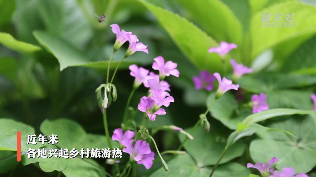 数字改变生活｜以“数”助旅：数字化平台助力乡村旅游发展