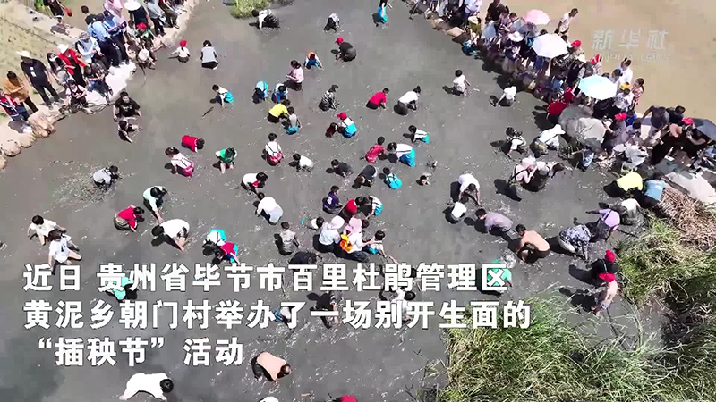 原来这就是“浑水摸鱼”！贵州的“插秧节”太欢乐了