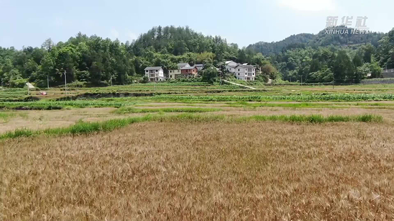 风吹麦浪！贵州省正安县小麦基地喜迎丰收