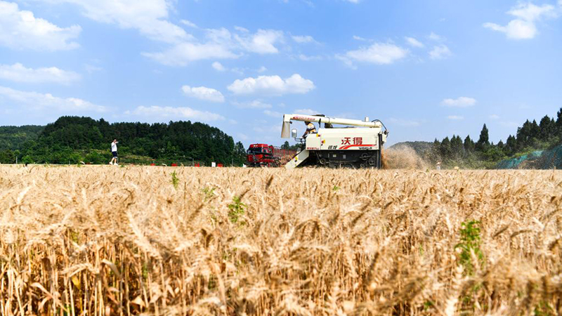 贵州开阳：高标准农田小麦收割忙