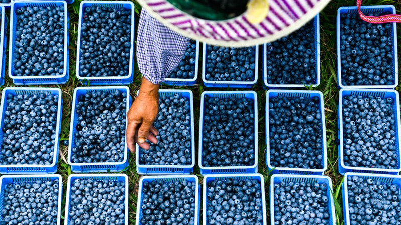 贵州麻江：蓝莓小浆果 做成大产业