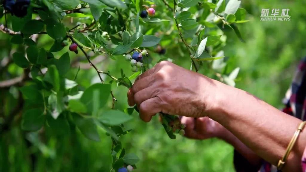 微视频丨贵州麻江：蓝莓小浆果 做成大产业