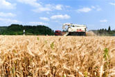 贵州开阳：高标准农田小麦收割忙