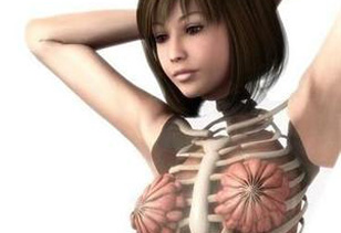 日本3D美女医学人体解剖图