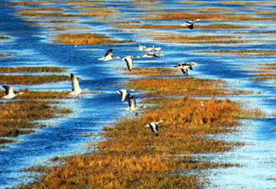 贵州草海越冬候鸟已达4万只