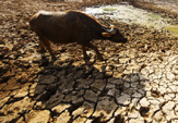 贵州旱情蔓延 重特旱县增至38个
