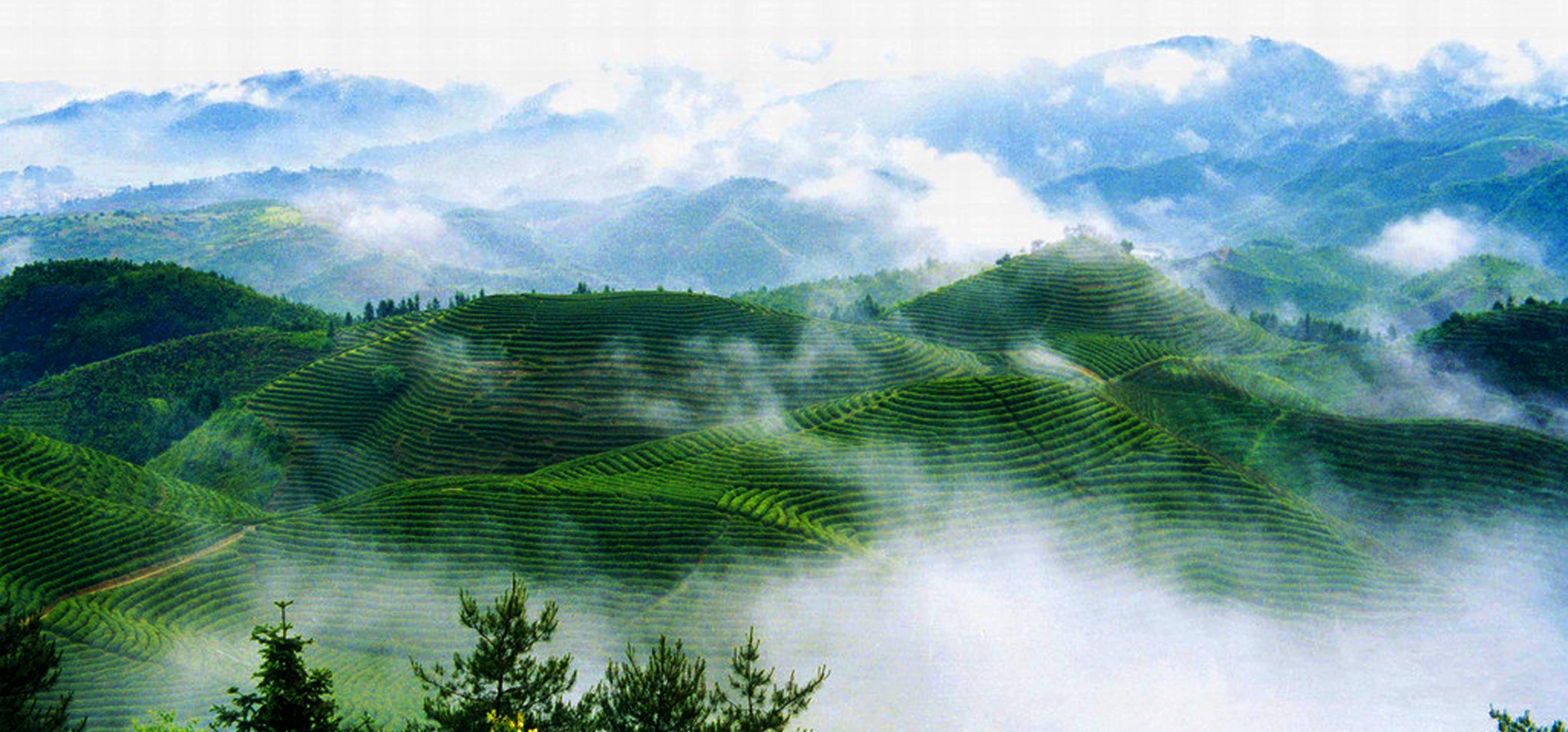 万亩茶园一角